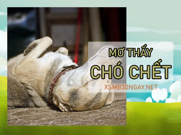 Mơ thấy chó chết là điềm gì, hên hay xui, đánh số mấy?