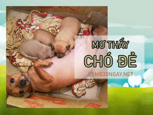 Mơ thấy chó đẻ là điềm gì, hung hay cát, đánh con gì?