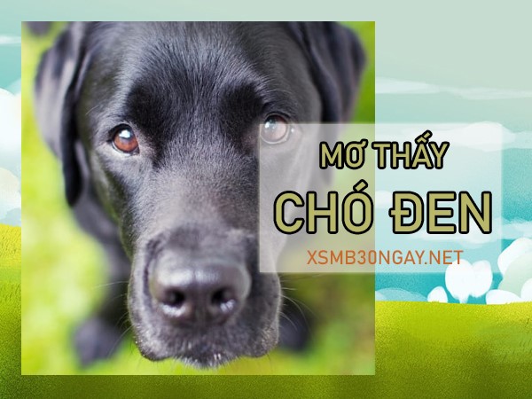 Mơ thấy chó đen là điềm gì, đánh ngay số mấy trúng to?