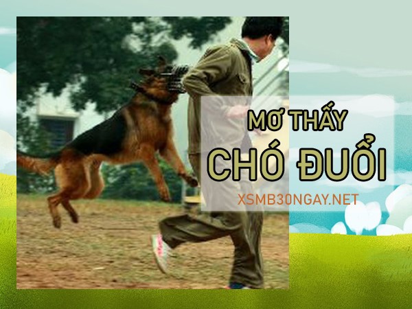 Mơ thấy chó đuổi là điềm gì, con số liên quan là số mấy?
