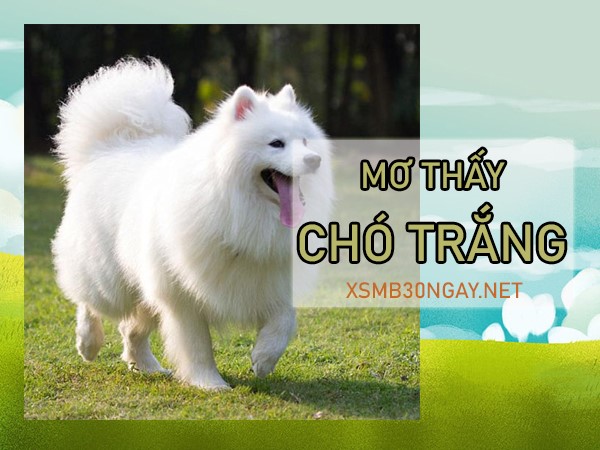 Mơ thấy chó trắng là điềm gì, đánh con gì tài lộc rơi đầy túi?