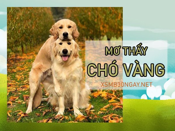 Mơ thấy chó vàng là điềm gì, con số thần tài là số mấy?
