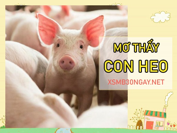 Con heo số mấy - Mơ thấy heo là điềm gì, đen hay đỏ?