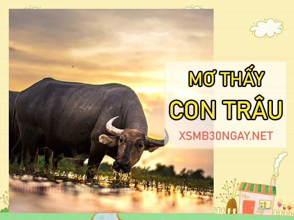 Con trâu số mấy? Luận giải ý nghĩa giấc mơ thấy trâu