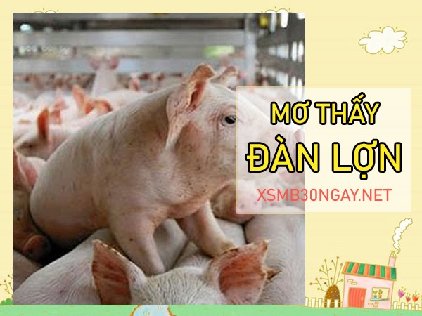Mơ thấy đàn lợn là điềm gì, đánh con gì rước lộc?
