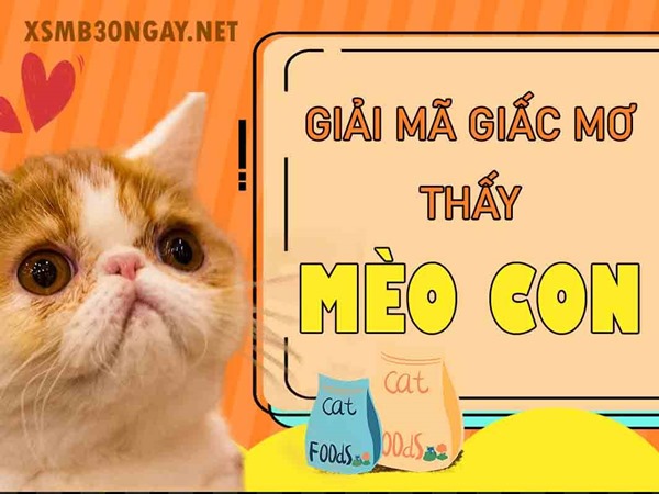 Mơ thấy mèo con là điềm gì, hên hay xui, đánh con gì?