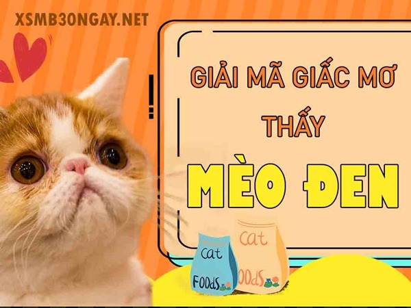 Mơ thấy mèo đen là điềm gì, đánh liền con gì giải xui?