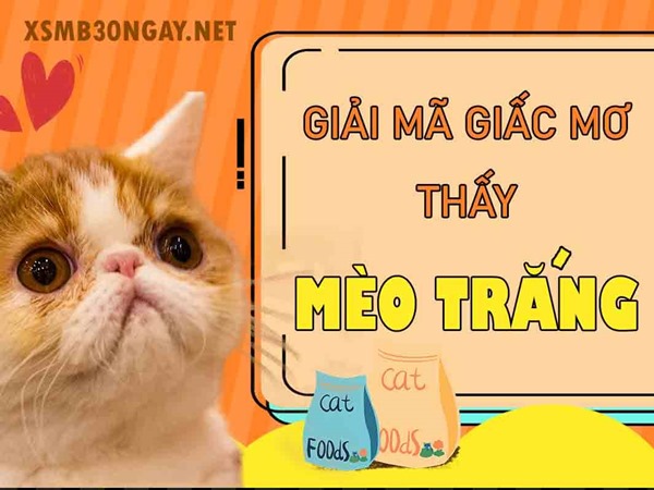 Mơ thấy mèo trắng là điềm gì, tốt hay xấu, đánh con gì?