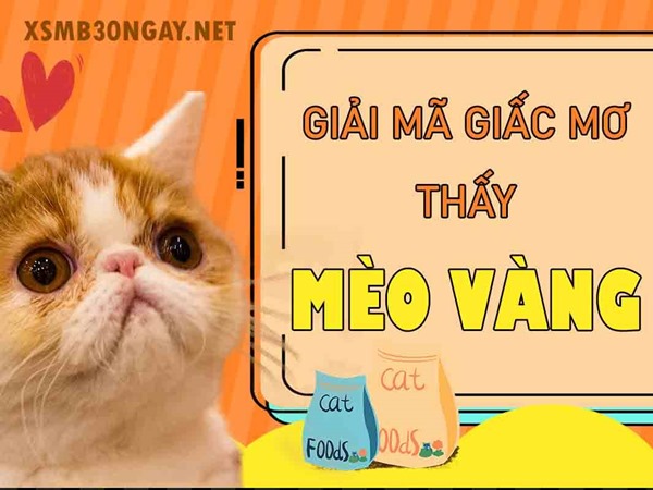 Mơ thấy mèo vàng là điềm gì, dữ hay lành, đánh số mấy?