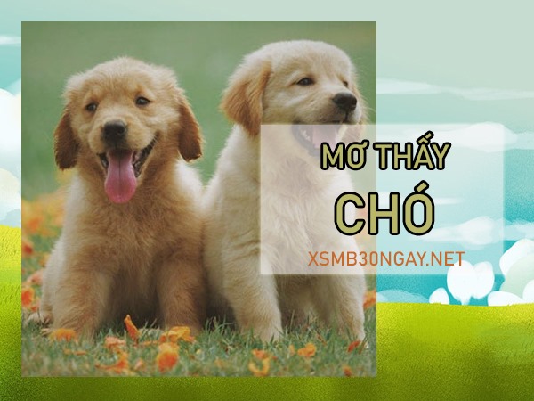 Mơ thấy chó là điềm gì, đánh con gì phát tài phát lộc?