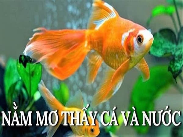 Nằm mơ thấy cá và nước sẽ có con gì may mắn
