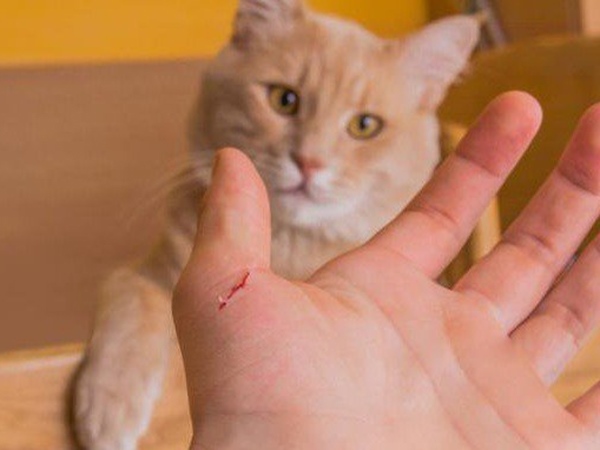 Mơ thấy mèo cắn là điềm gì, phang ngay cặp số mấy?