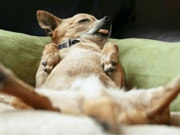 Mơ thấy chó chết là điềm gì, hên hay xui, đánh số mấy?