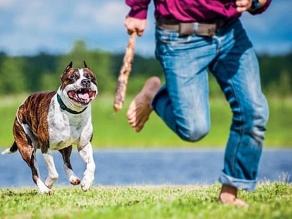 Mơ thấy chó đuổi là điềm gì, con số liên quan là số mấy?