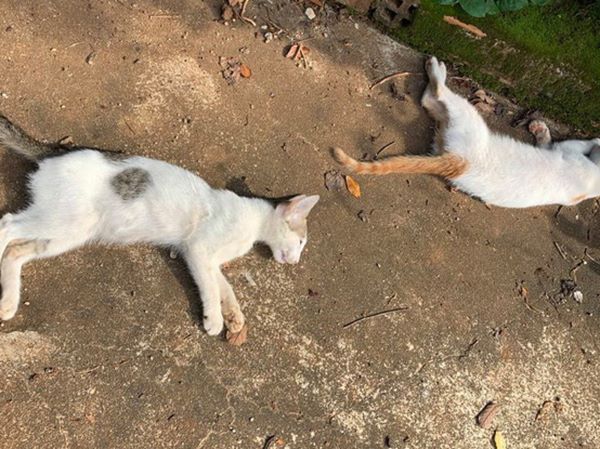 Mơ thấy mèo chết là điềm gì, đánh cặp số nào vào bờ?