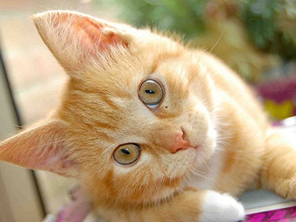 Mơ thấy mèo vàng là điềm gì, dữ hay lành, đánh số mấy?