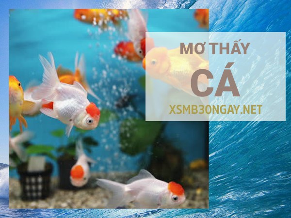 Mơ thấy cá là điềm gì, đánh con gì rước tài lộc vào nhà?