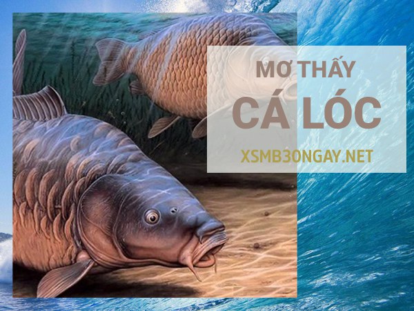 Mơ thấy cá lóc là điềm gì, hung hay cát, đánh con gì?