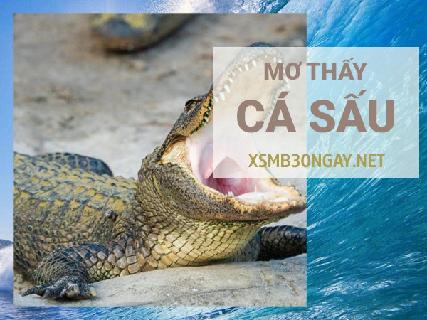 Mơ thấy cá sấu là điềm gì, tốt hay xấu, đánh con gì?