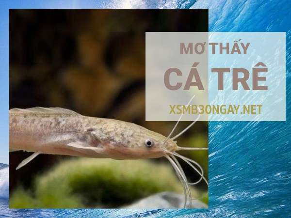Mơ thấy cá trê là điềm gì, tất tay cặp số nào ăn to?