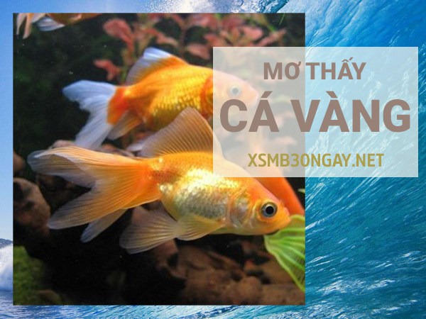 Mơ thấy cá vàng là điềm gì, đánh con gì trúng độc đắc?