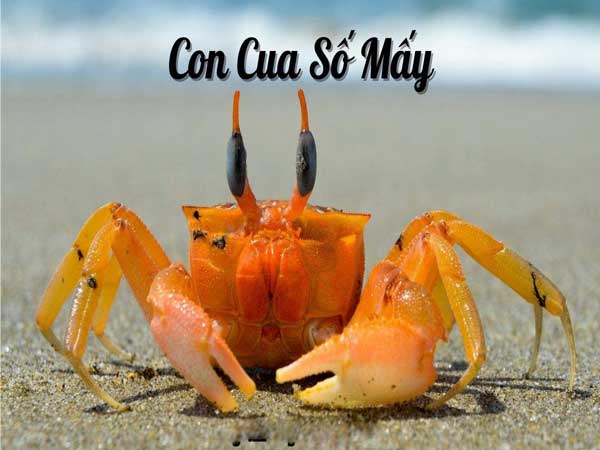 Con cua số mấy