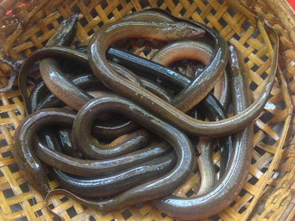 Nằm mơ thấy con lươn số mấy? Giải mã giấc mơ thấy lươn