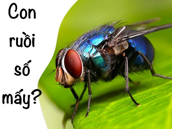 Con ruồi số mấy? Con số may mắn khi mơ thấy con ruồi?