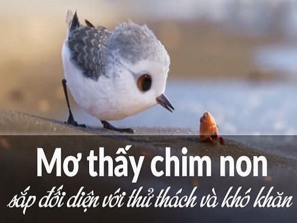 Con số may mắn khi mơ thấy chim non là gì?