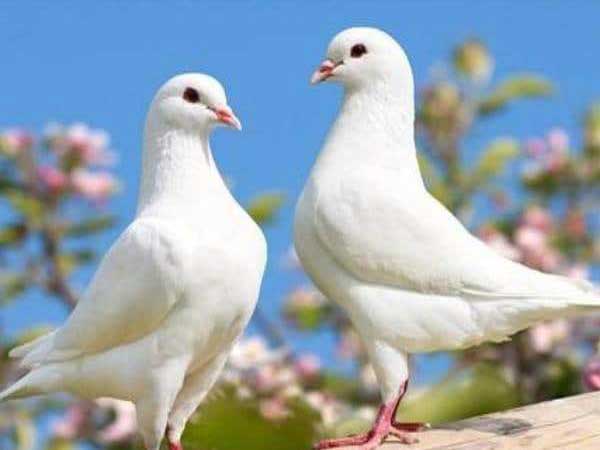 Nằm mơ thấy chim bồ câu là điềm báo gi
