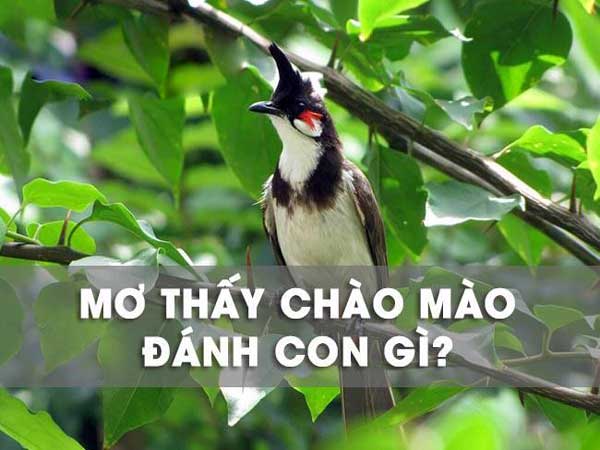 Giải mã ý nghĩa giấc mơ thấy chim chào mào