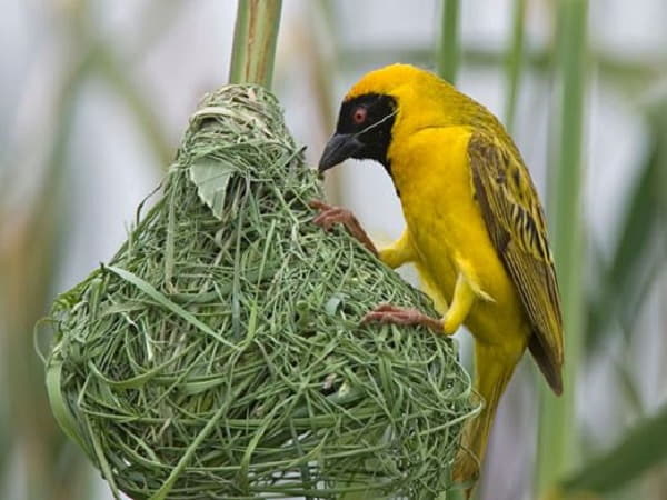 Mơ thấy chim làm tổ