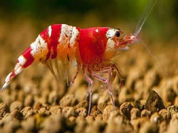 Mơ thấy tôm tép lột vỏ