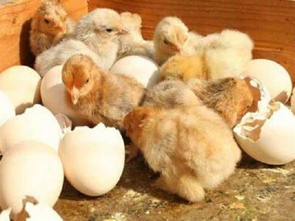 Ngủ mơ thấy gà con mới nở có con số may mắn nào?