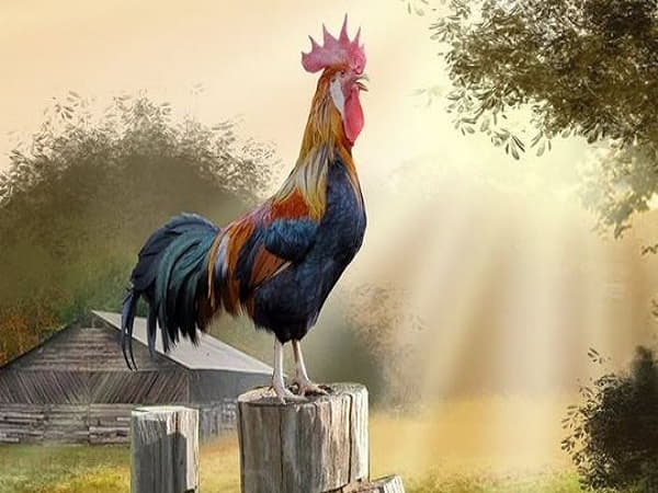 Nằm mơ thấy gà trống có con số gì may mắn không?