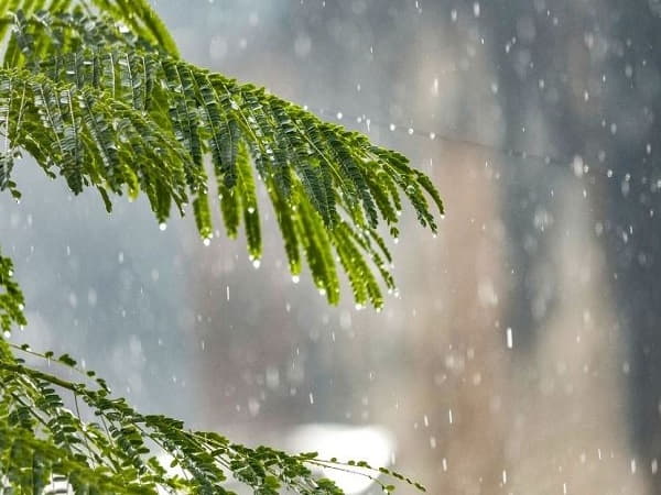 Nằm mơ thấy mưa đánh chốt lời con gì?