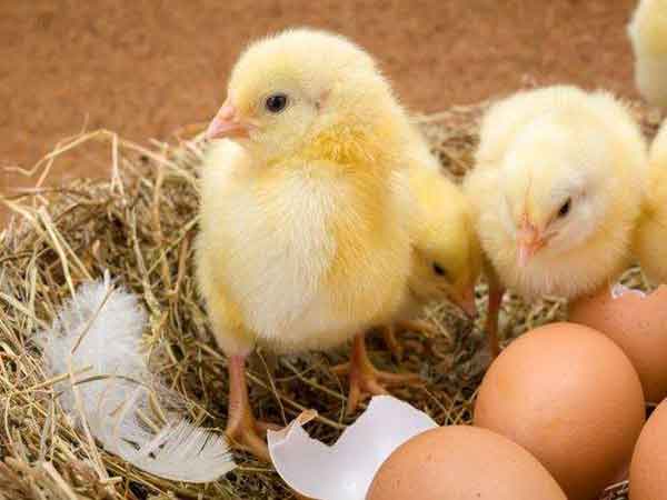 Nằm mơ thấy gà con mới nở là điềm báo gì?