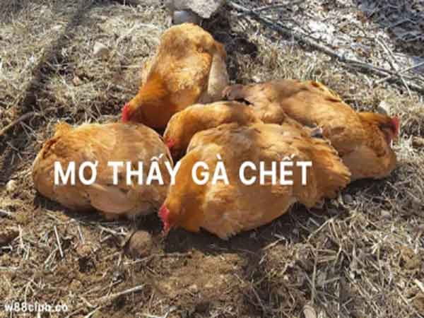 Nằm mơ thầy gà chết là điềm báo gì?