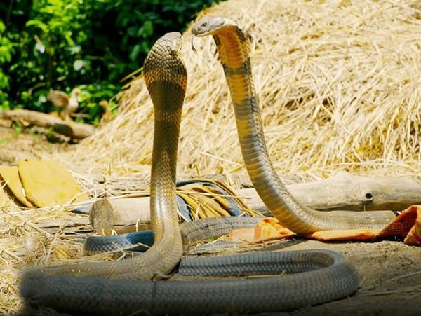 Mơ thấy 2 con rắn là điềm gì, đánh số mấy vào bờ?