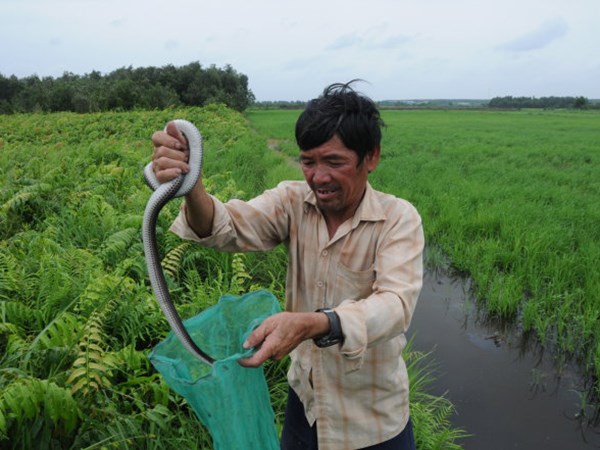 Mơ thấy bắt rắn và những bí ẩn bất ngờ, đánh ngay số mấy?