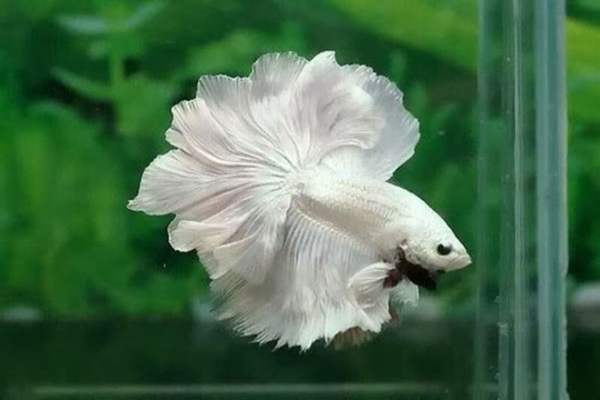 cá trắng số mấy
