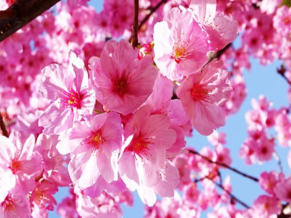 Mơ thấy Hoa Đào là điềm báo gì