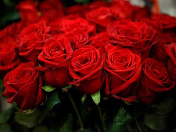 Mơ thấy hoa hồng là điềm báo gì