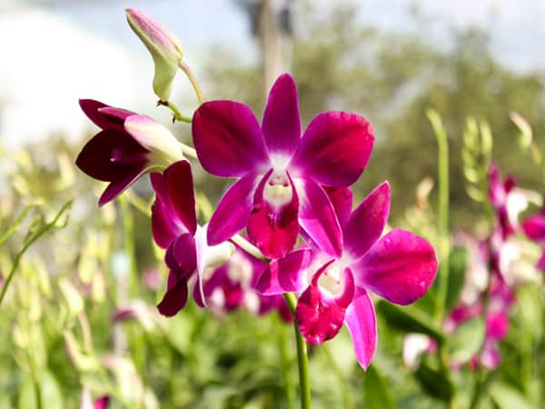 Mơ thấy Hoa Lan là điềm báo gì