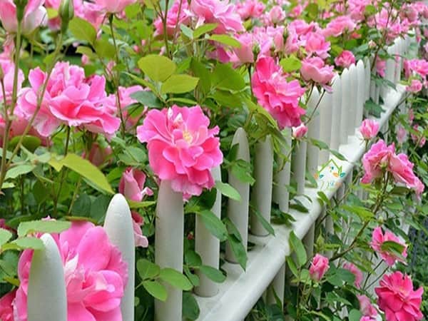 Nằm mơ thấy hoa nở là điềm báo gì