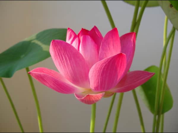 Mơ thấy hoa sen là điềm báo gì