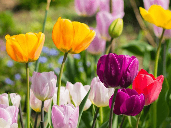 Giải mã điềm báo giấc mơ thấy hoa tulip