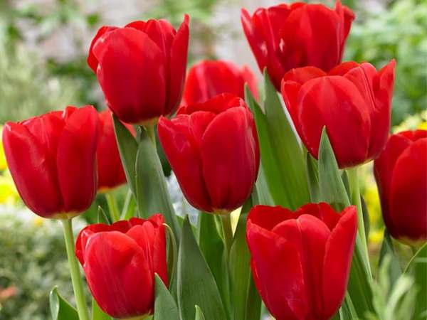 mơ thấy hoa tulip