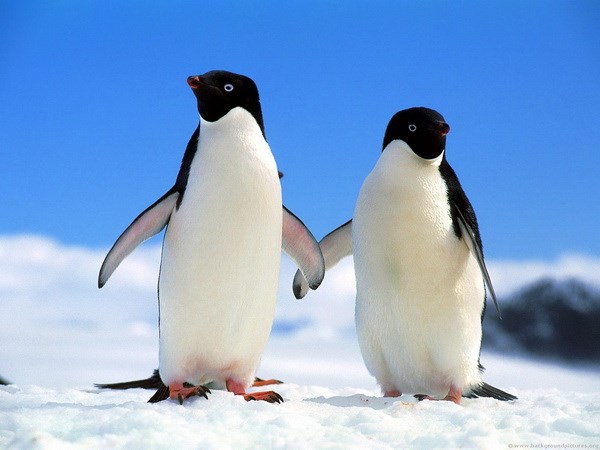 Nhìn thấy chim cánh cụt có ý nghĩa gì, mua vé số con gì