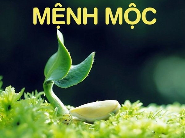 Mệnh Mộc 1980 hợp số nào thăng hoa sự nghiệp?